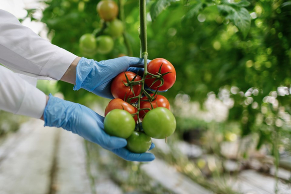 Ontario Invests in Agri-Food research sector