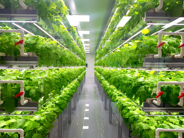 The Future of vertical farming is brighter than once thought