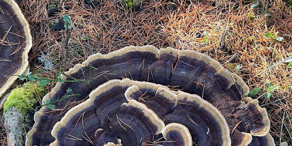 How To Start And Grow A Mushroom Club | North American Mycological ...